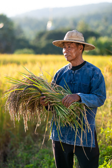A portrait of a rice farmer at work shot using a reflector to bounce the light
