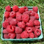 Prelude raspberries