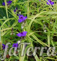 Традесканция Андерсона (Tradescantia Andersoniana)