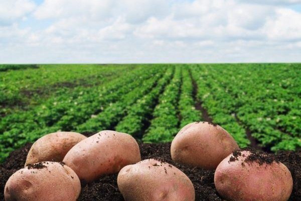 Схема выращивания картофеля в мешках