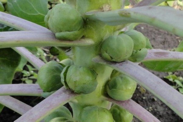 Выращивание маточников капусты