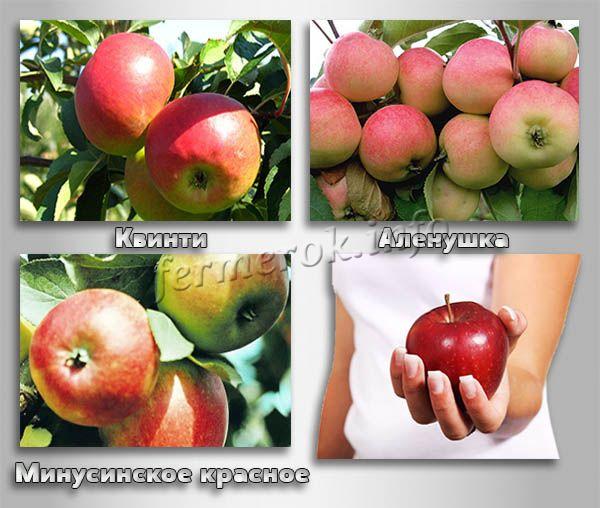 Летние сорта яблонь для Сибири и Урала