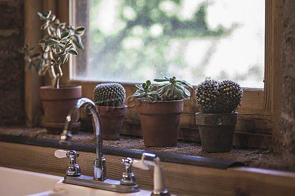 Вода из крана для полива кактусов не используется