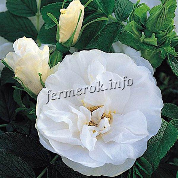 Фото парковой белой розы сорта Бланк Дабл Куберт