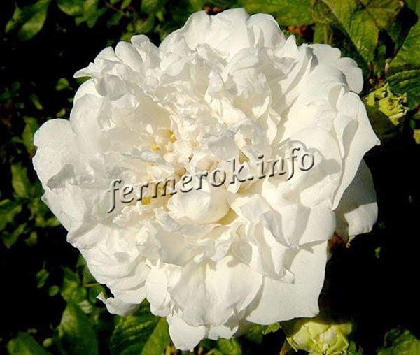 Фото парковой белой розы сорта Сэр Томас Липтон