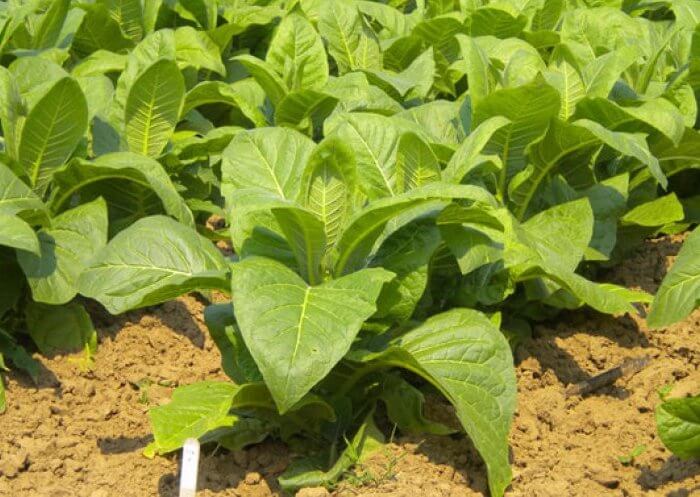 Растение табак