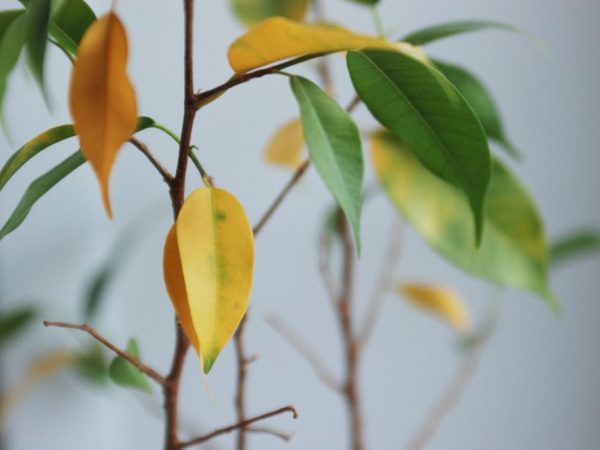 Как избавиться от пожелтения листьев фикуса