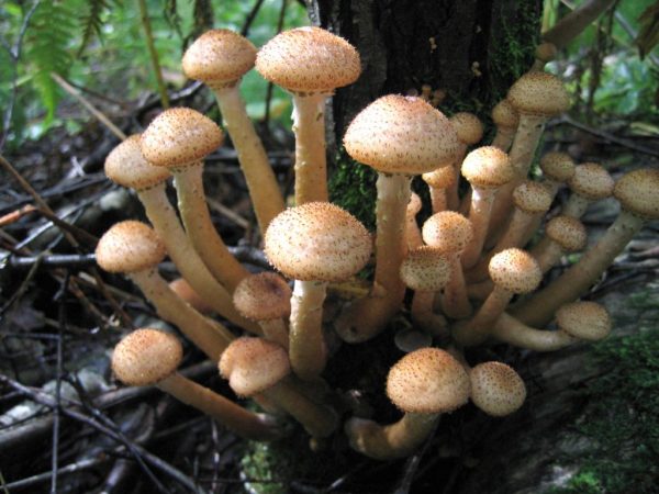 Температура важна для роста грибов