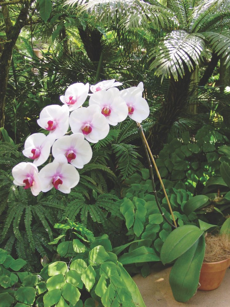 moth orchids, phaelenopsis, care of orchids, growing orchids at home