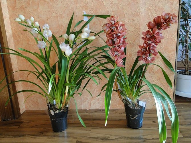 Уход в домашних условиях за орхидеей цимбидиум