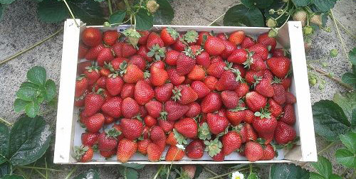 Корзинка с собранными ягодами сорта Монтерей