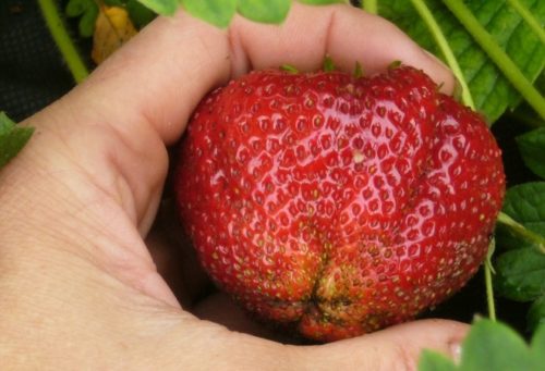 Крупная ягода клубники сорта Гигантелла Максима от голландских селекционеров