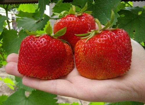 Три спелые ягоды клубники Камрад Победитель на ладони, крупноплодный сорт немецкой селекции