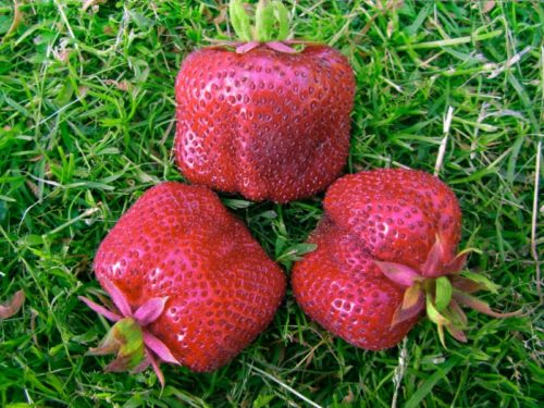 Три крупные ягоды клубники Кисс Неллис, высокоурожайный сорт средне-раннего срока созревания