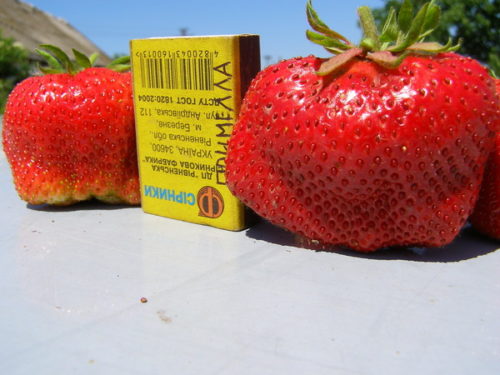 Размеры ягод клубники крупноплодного сорта Примелла и спичечный коробок