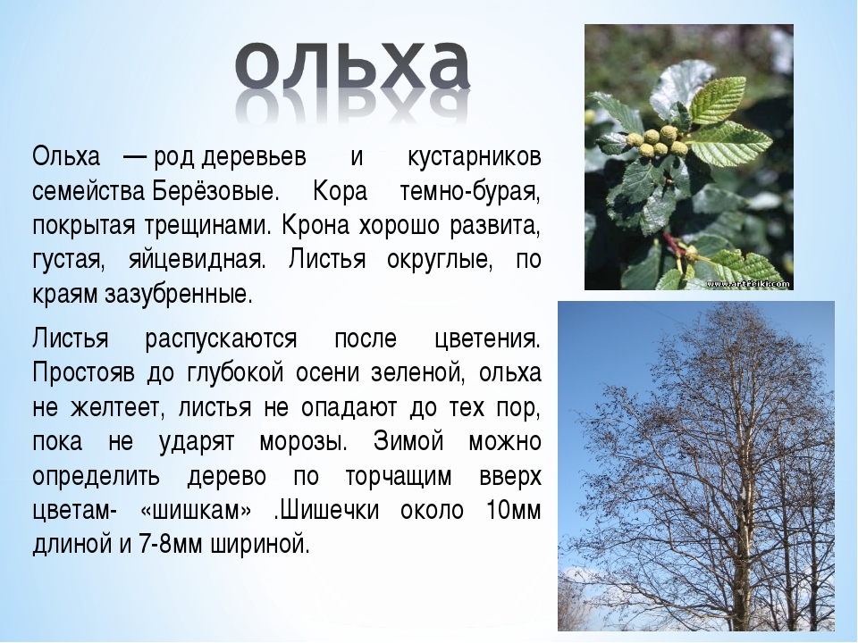 Содержание деревьев. Описание листа ольхи. Паспорт дерева ольха. Ольха дерево описание. Ольха дерево фото с описанием.