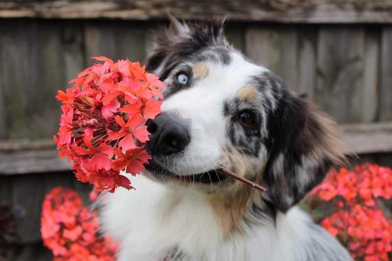 Keep dogs safe from poisonous flowers
