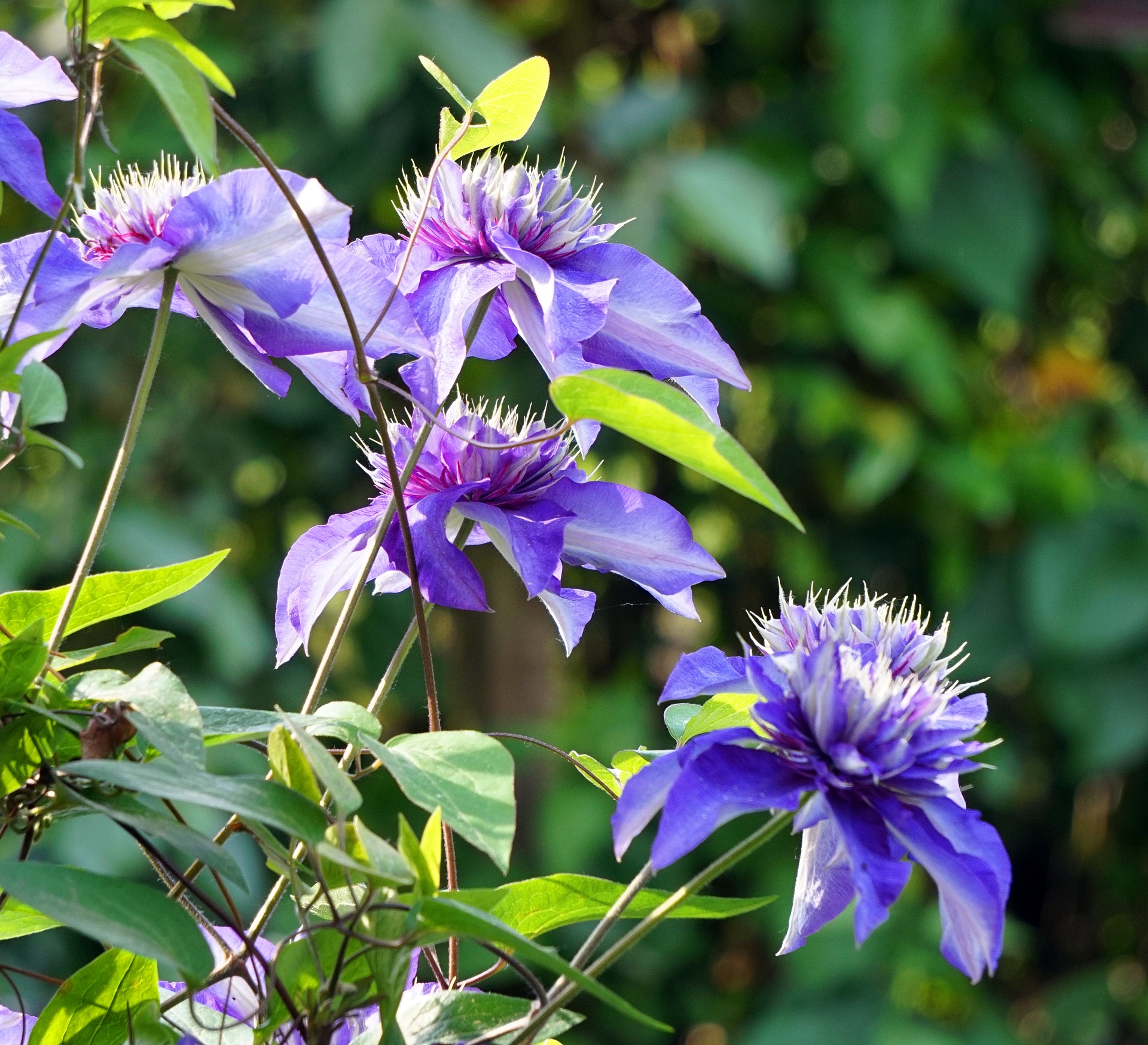 20 Beautiful Yet Poisonous Flowers You Should Only Plant with Caution