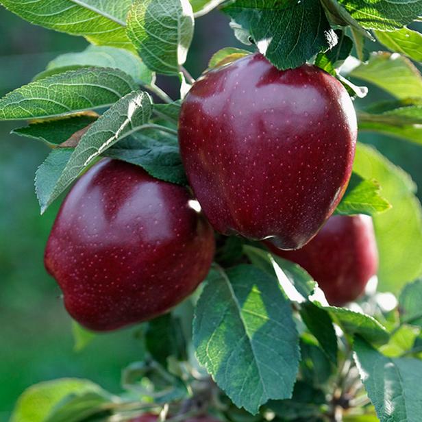 яблоки Ред Чиф