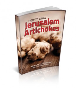 Grow Jerusalem Artichokes