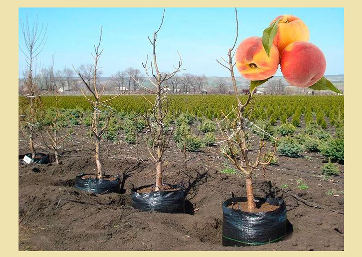 Можно ли посадить абрикос