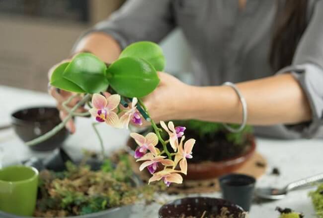 Вянут цветы у орхидеи – причина, устранение