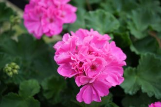 Zonal geraniums (Pelargonium x hortorum) are popular for their wide range of brilliant flower color and attractive leaves.