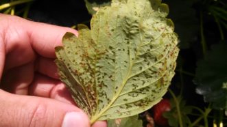 Angular leaf spot symptoms on strawberry leaves. Justin Ballew © 2015 Clemson Extension.