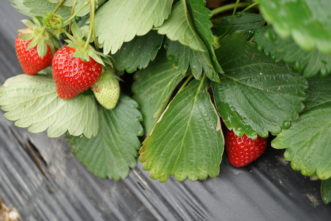 Strawberries growing using the annual hill system. Barbara H. Smith © 2018 HGIC Clemson Extension.