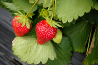 Strawberries ripening on the plant. Barbara H. Smith © 2018 HGIC Clemson Extension.