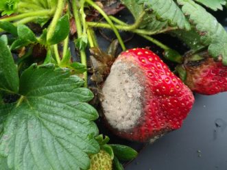 Symptoms of Botrytis(gray mold) on strawberries. Justin Ballew © 2019 Clemson Extension.