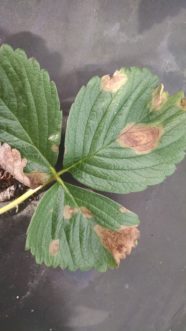 Symptoms of Phomopsis leaf blight on strawberry leaves. Justin Ballew © 2015 Clemson Extension.