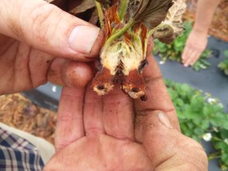 Phytophthora root rot of strawberries. Justin Ballew © 2018 Clemson Extension.