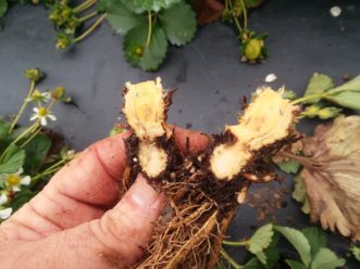 Symptoms of Anthracnose Crown Rot in strawberries. Justin Ballew © 2018 Clemson Extension.