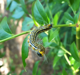 The yellownecked caterpillars (Datana ministra) feed in groups and can quickly strip all of the foliage from blueberry stems.