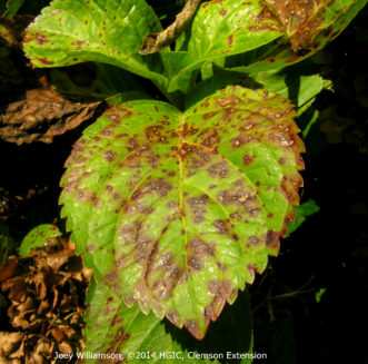 Cercospora leaf spots (Cercospora hydrangea) with purple margins and tan centers on bigleaf hydrangea.