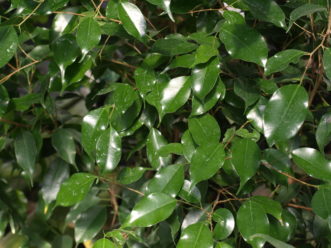 Ficus or weeping figs (Ficus benjamina) are popular indoor trees.