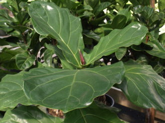 Fiddle-leaf figs (Ficus lyrata) have large dramatic leaves.