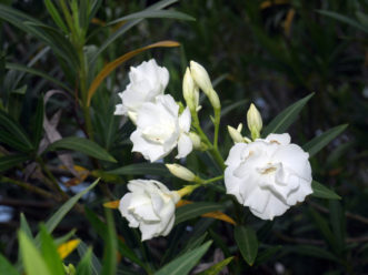 Flowers and buds of a double-flowered, white oleander (Nerium oleander).