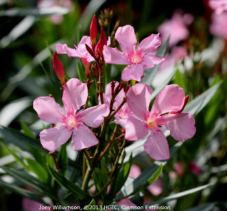 Flowers and buds of a single-flowered, light pink oleander (Nerium oleander).