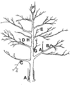 Image depicts suggested pruning cuts.