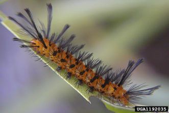 Oleander caterpillars are the most damaging pest of oleanders.