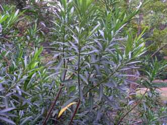Oleander (Nerium oleander) leaves and branch habit.