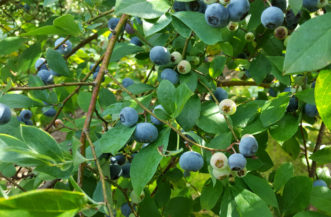 ‘Premier’ Rabbiteye blueberries (Vaccinium virgatum) ripening in late June.