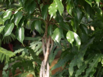 Several young weeping fig trees (Ficus benjamina) may be braided together when the stems are young and flexible to provide an interesting shape.