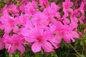 The ‘Formosa’ Southern Indica Azalea produces large blooms.