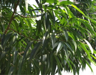 The longleaf fig (Ficus binnendijkii) has ten inch long glossy green leaves.