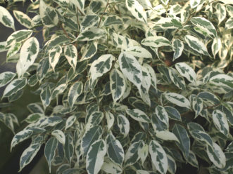 The variegated form of the weeping ficus (Ficus benjamina ‘Variegata’) has striking white and green leaves.