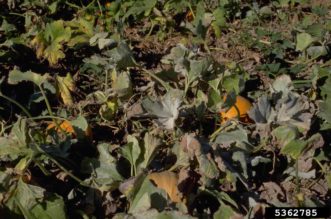 Advanced powdery mildew on pumpkin with leaf distortion, yellowing and browning. 
