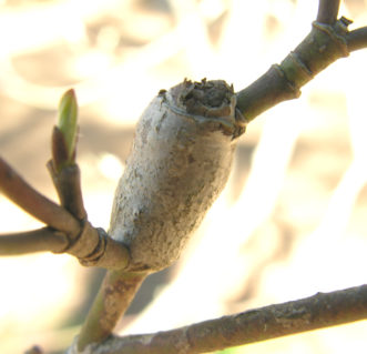 Damage on dogwood (Cornus florida) caused by dogwood club-gall midge.